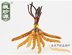 xĲ2.2l/ ڲ x؛r286Ԫ/