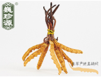 xĲ2l/ ڲ x؛r306Ԫ/
