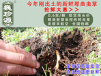 rxĲ շb 0.6/r60Ԫ/